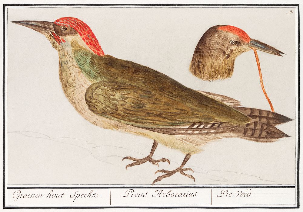The European green woodpecker, Picus viridis (1596&ndash;1610) by Anselmus Bo&euml;tius de Boodt. Original from the…
