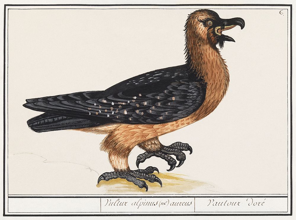 Bearded vulture, Gypaetus barbatus (1596&ndash;1610) by Anselmus Bo&euml;tius de Boodt. Original from the Rijksmuseum.…