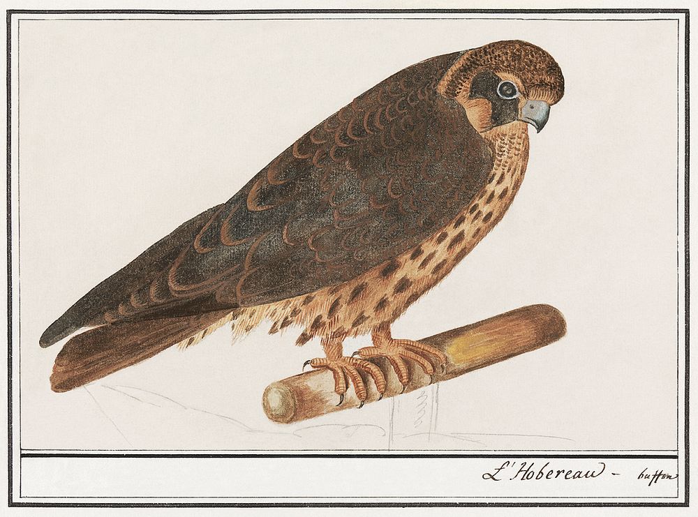 Tree Falcon, Falco subbuteo (1596&ndash;1610) by Anselmus Bo&euml;tius de Boodt. Original from the Rijksmuseum. Digitally…