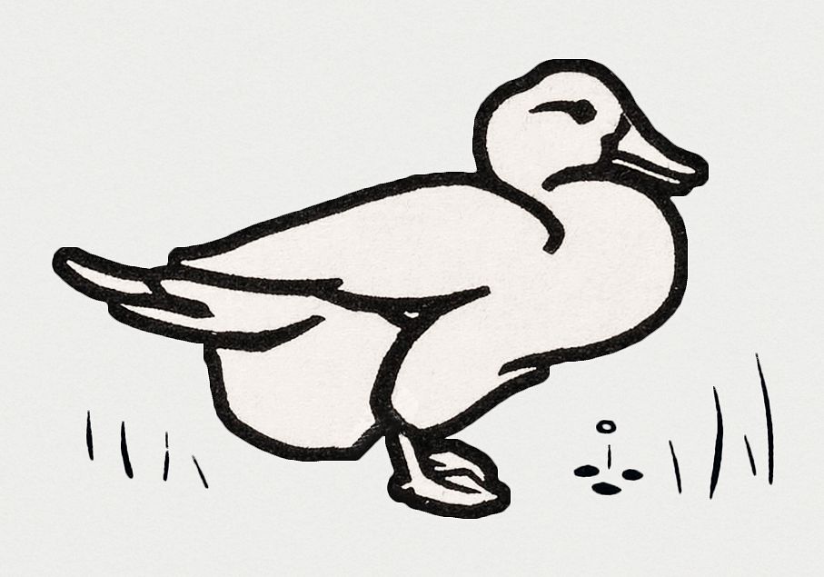 Vintage Illustration of Duck.