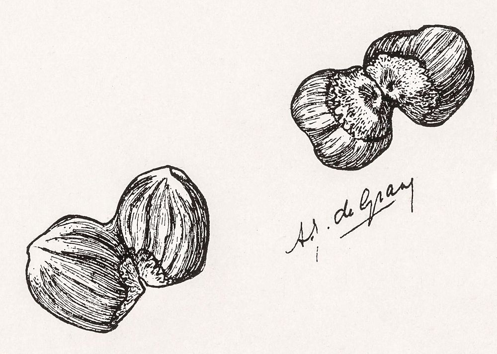 Four chestnuts by Julie de Graag (1877-1924). Original from The Rijksmuseum. Digitally enhanced by rawpixel.