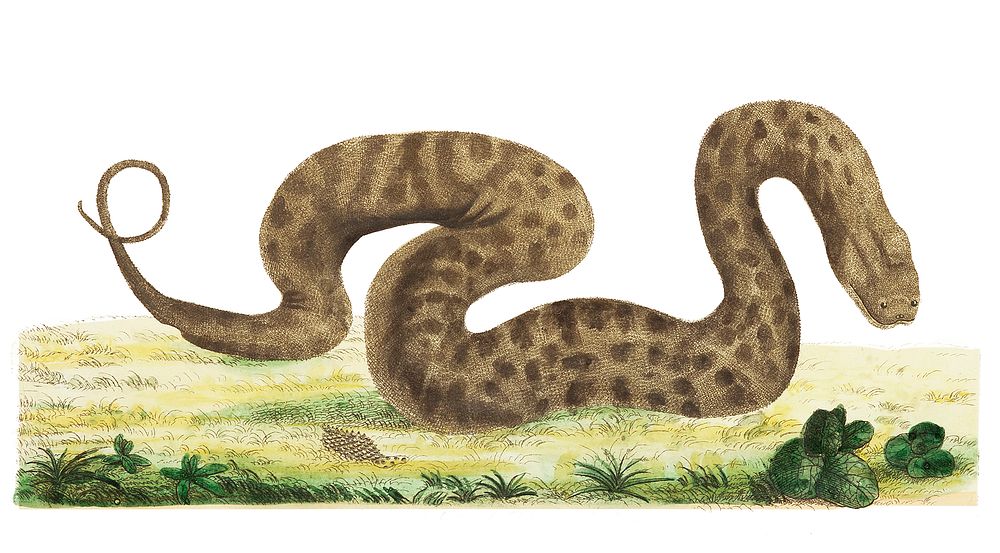 Arcochordus or Warted snake illustration from The Naturalist's Miscellany (1789-1813) by George Shaw (1751-1813).
