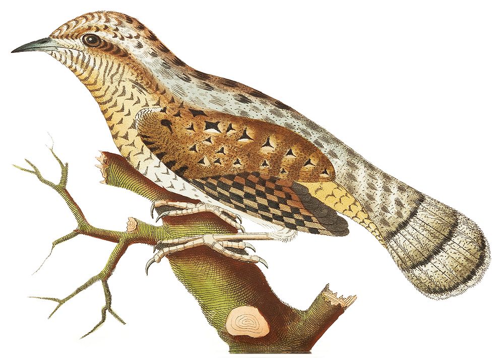 Wryneck illustration from The Naturalist's Miscellany (1789-1813) by George Shaw (1751-1813)