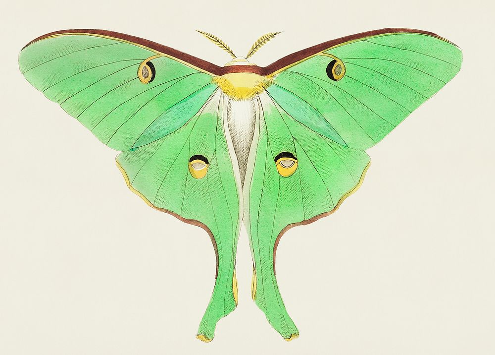 Luna or Large pea-green phalaena illustration from The Naturalist's Miscellany (1789-1813) by George Shaw (1751-1813)