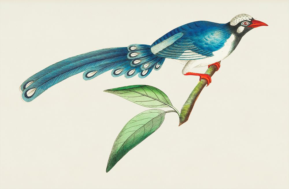 Chinese cuckoo or long-tailed blue cuckoo illustration from The Naturalist's Miscellany (1789-1813) by George Shaw (1751…
