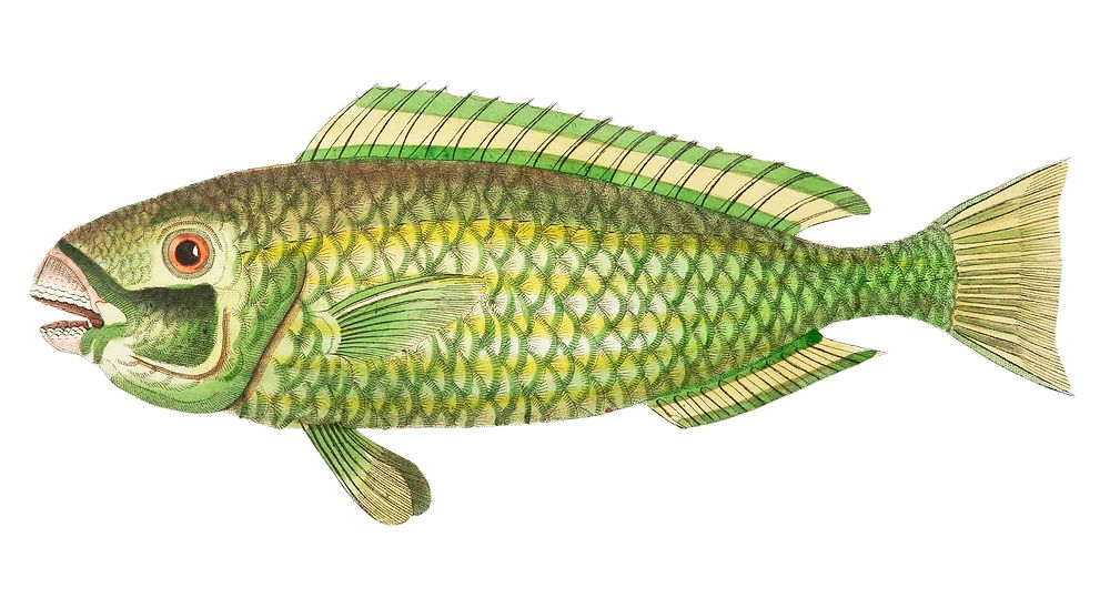 Green scarus illustration from The Naturalist's Miscellany (1789-1813) by George Shaw (1751-1813)