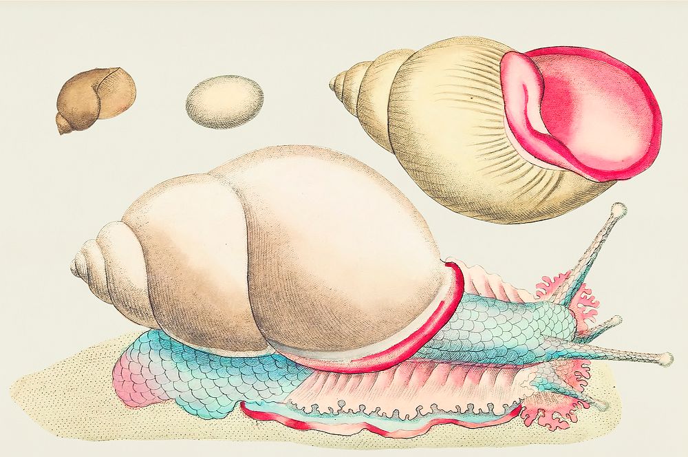 Occidental Bulla or Rofe-lipped snail illustration from The Naturalist's Miscellany (1789-1813) by George Shaw (1751-1813)