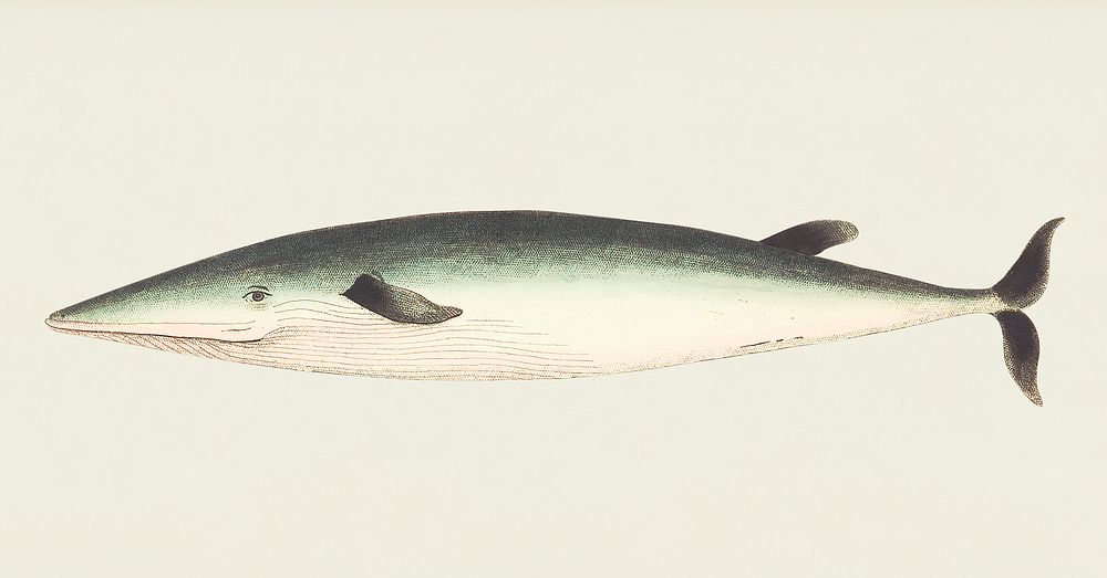 Rostrated whale or Small beaked Whale illustration from The Naturalist's Miscellany (1789-1813) by George Shaw (1751-1813)