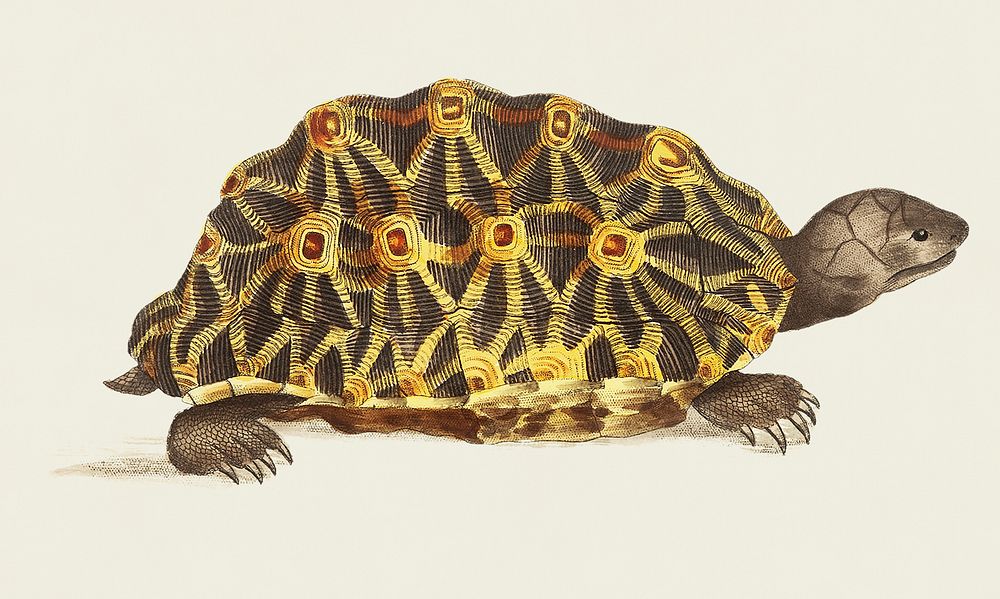 Radiated tortoise or Oval tortoise illustration from The Naturalist's Miscellany (1789-1813) by George Shaw (1751-1813).