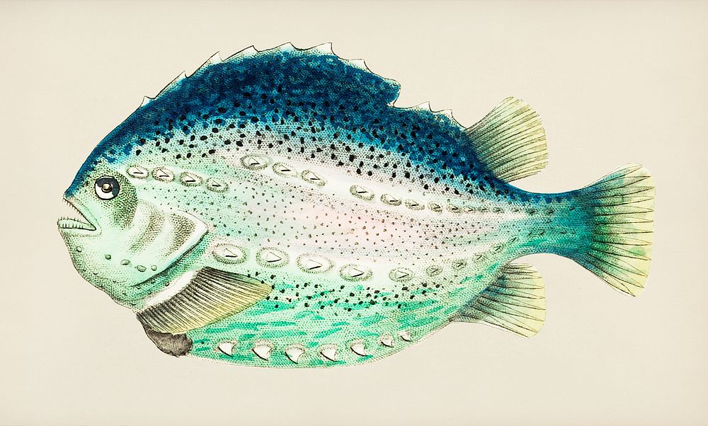 Vintage illustration of Silvery sea-green lump fish