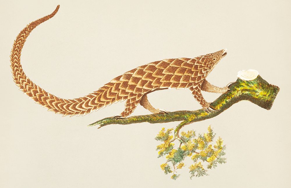 Four-toed Manis illustration from The Naturalist's Miscellany (1789-1813) by George Shaw (1751-1813)