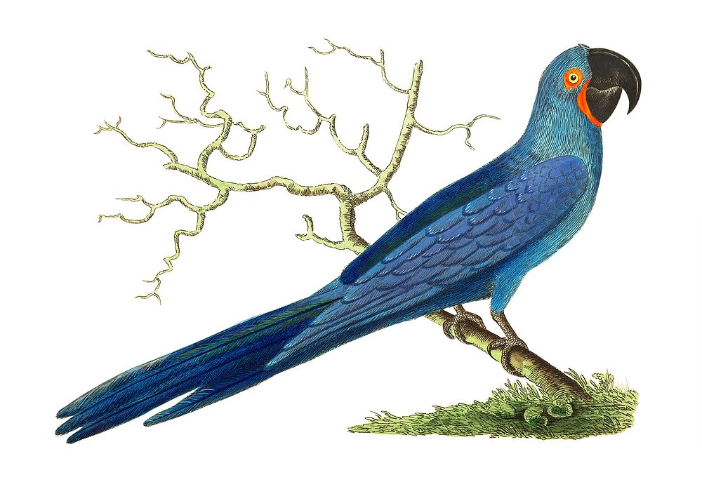 Hyacinthine maccaw or Long-tailed deep-blue maccaw illustration from The Naturalist's Miscellany (1789-1813) by George Shaw…