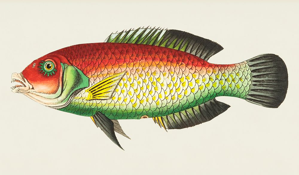 Black-finned Sparus or Purplish Sparus illustration from The Naturalist's Miscellany (1789-1813) by George Shaw (1751-1813)