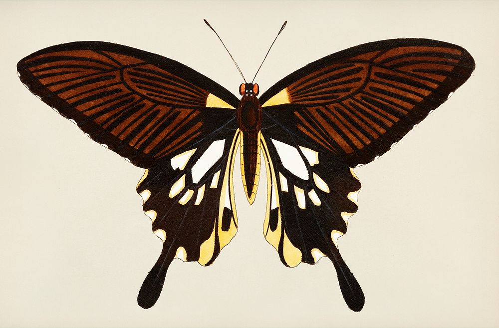 Vintage illustration of Black butterfly with tailed wings