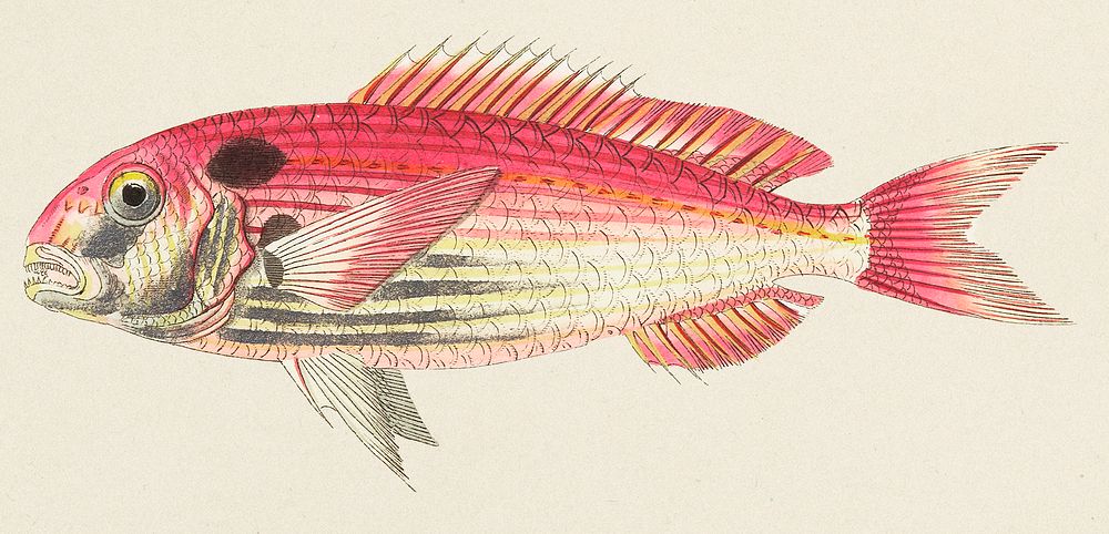 Vintage Illustration of Pagre Sparus or Red Gilthead