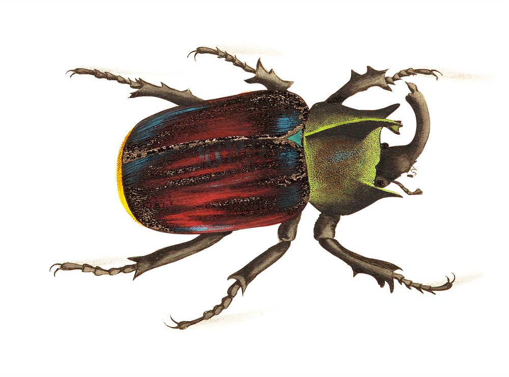 Typhon or Black scutellated Beetle illustration from The Naturalist's Miscellany (1789-1813) by George Shaw (1751-1813)