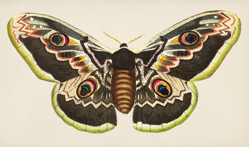 Great peacock moth or satuania pyri illustration from The Naturalist's Miscellany (1789-1813) by George Shaw (1751-1813)