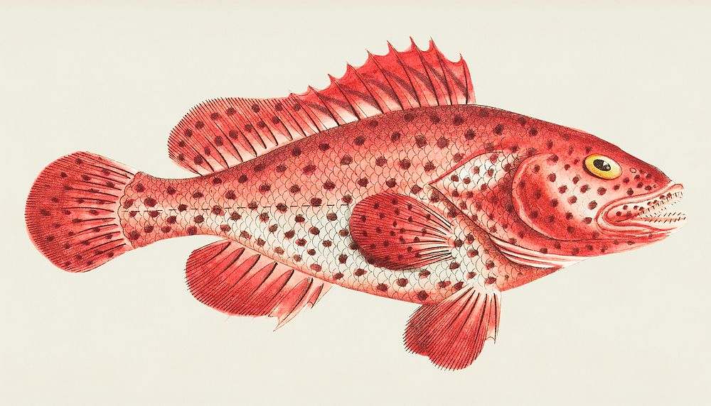 Sanguine perch or Red perch illustration from The Naturalist's Miscellany (1789-1813) by George Shaw (1751-1813)