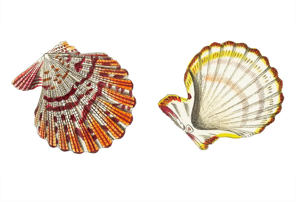 Mantle scallop illustration from The Naturalist's Miscellany (1789-1813) by George Shaw (1751-1813)