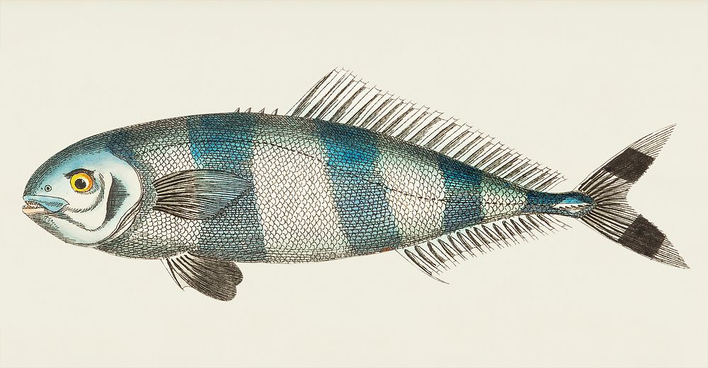 Pilot Mackrel illustration from The Naturalist's Miscellany (1789-1813) by George Shaw (1751-1813)