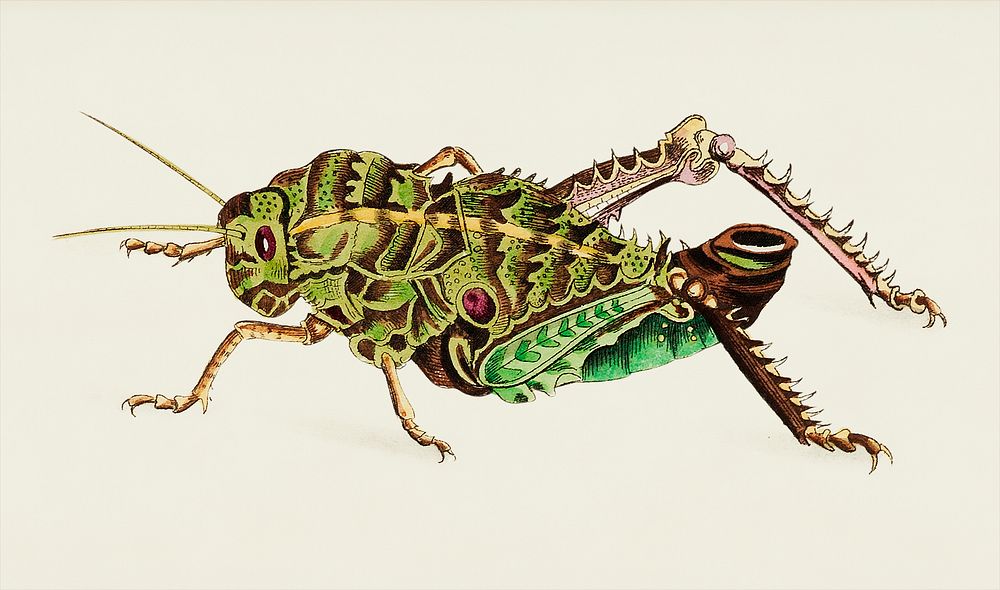 Elephant Locust illustration from The Naturalist's Miscellany (1789-1813) by George Shaw (1751-1813)