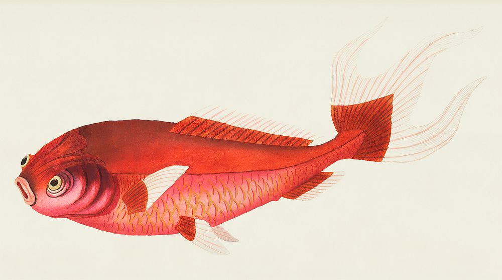 Telescope carp, Scarlet carp or Goggled-eyed carb illustration from The Naturalist's Miscellany (1789-1813) by George Shaw…