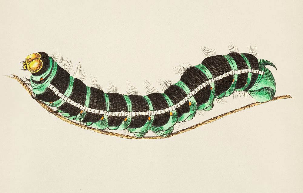 Thysania agrippina caterpillar illustration from The Naturalist's Miscellany (1789-1813) by George Shaw (1751-1813)