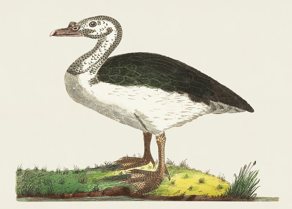 Black-backed goose illustration from The Naturalist's Miscellany (1789-1813) by George Shaw (1751-1813)