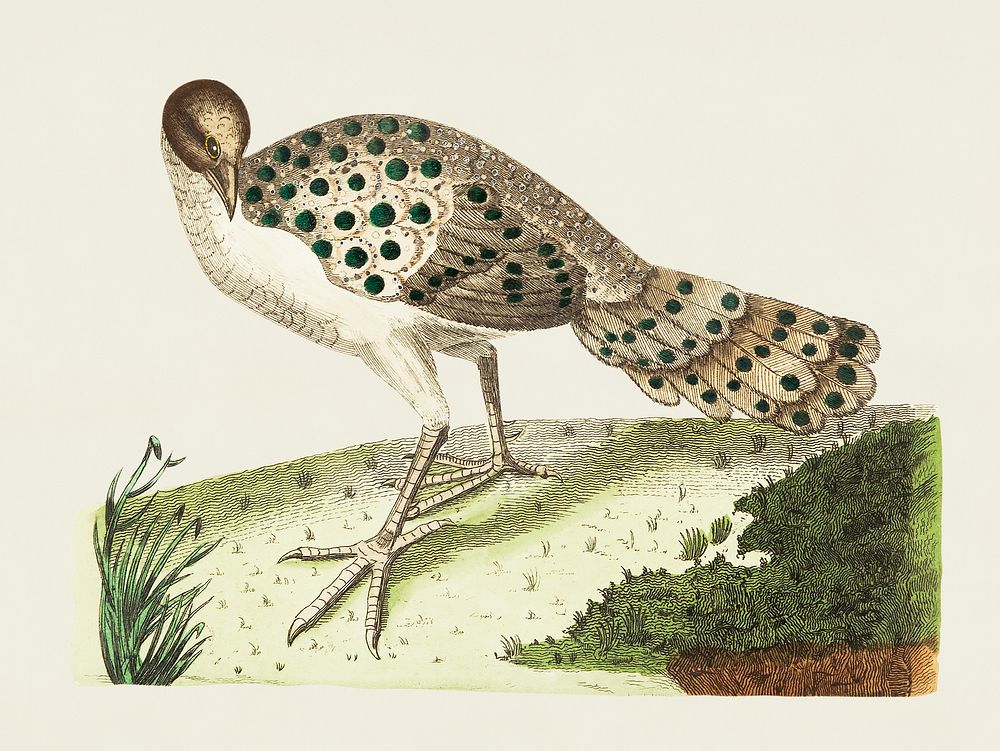Thibetian peacock illustration from The Naturalist's Miscellany (1789-1813) by George Shaw (1751-1813)