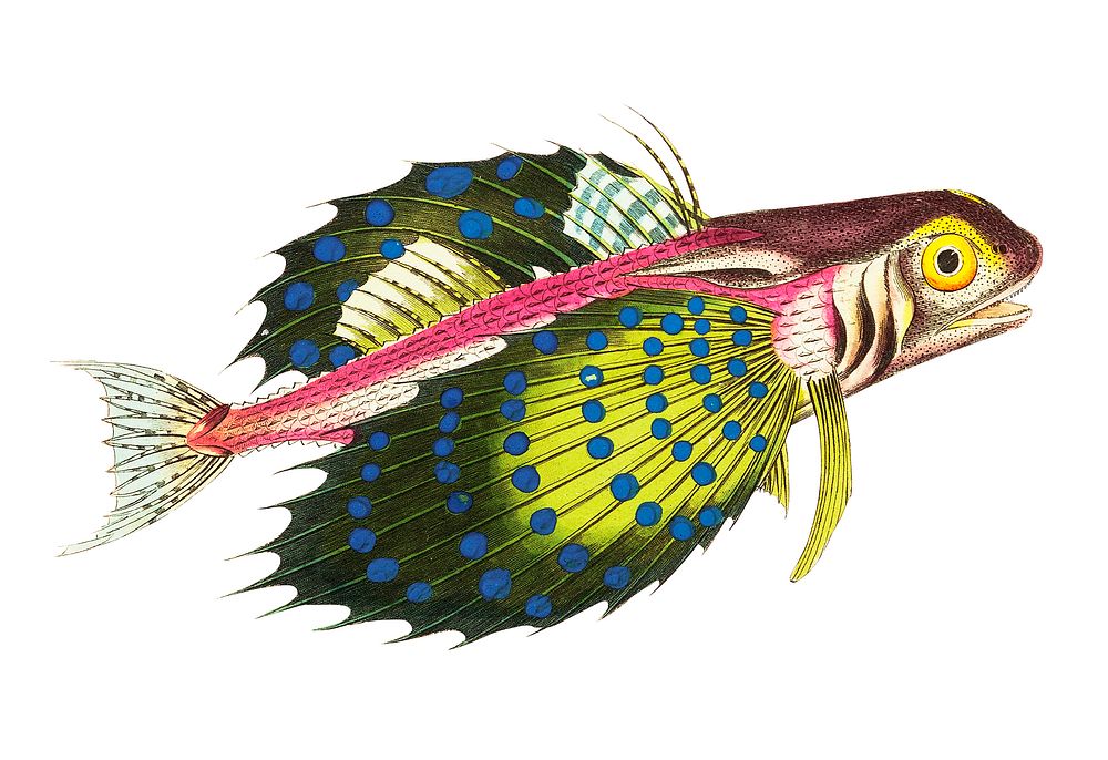 Flying gurnard or Reddish gurnard illustration from The Naturalist's Miscellany (1789-1813) by George Shaw (1751-1813)