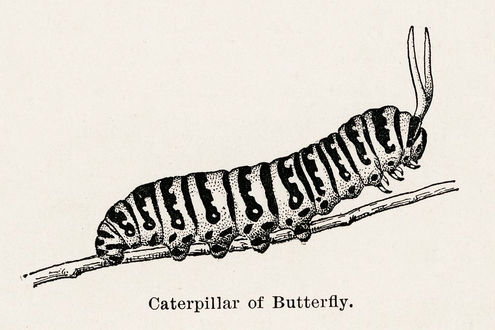 Caterpillar of Butterfly.  Digitally enhanced from our own publication of Moths and butterflies of the United States (1900)…