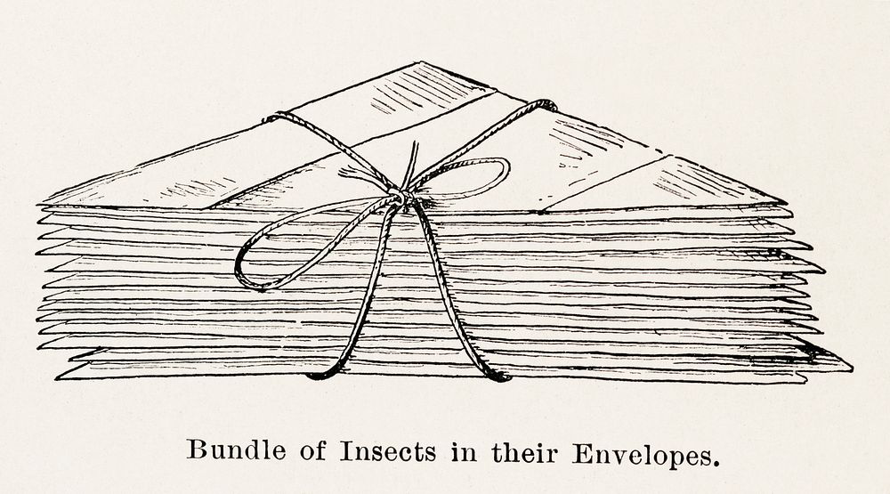 Bundle of Insects in their Envelopes.  Digitally enhanced from our own publication of Moths and butterflies of the United…