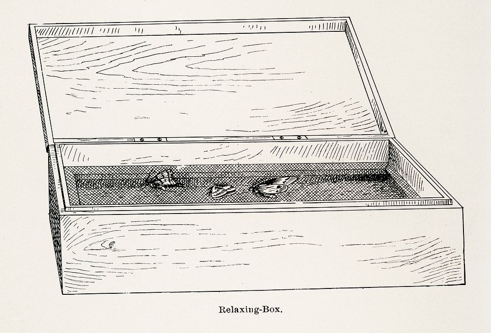 Relaxing-Box.  Digitally enhanced from our own publication of Moths and butterflies of the United States (1900) by Sherman…