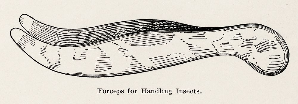Forceps for Handling Insects.  Digitally enhanced from our own publication of Moths and butterflies of the United States…