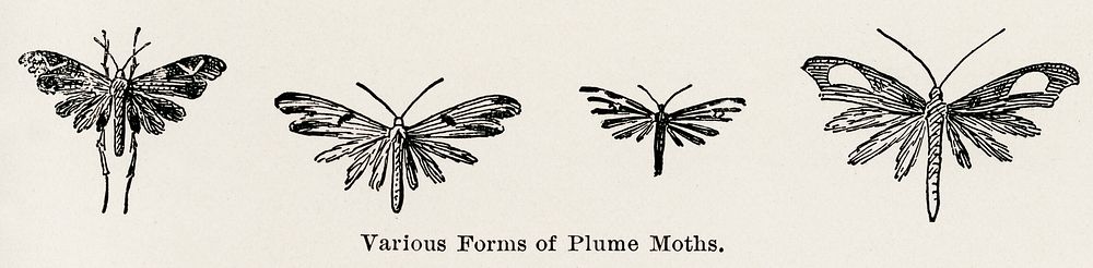 Various Forms of Plume Moths.  Digitally enhanced from our own publication of Moths and butterflies of the United States…