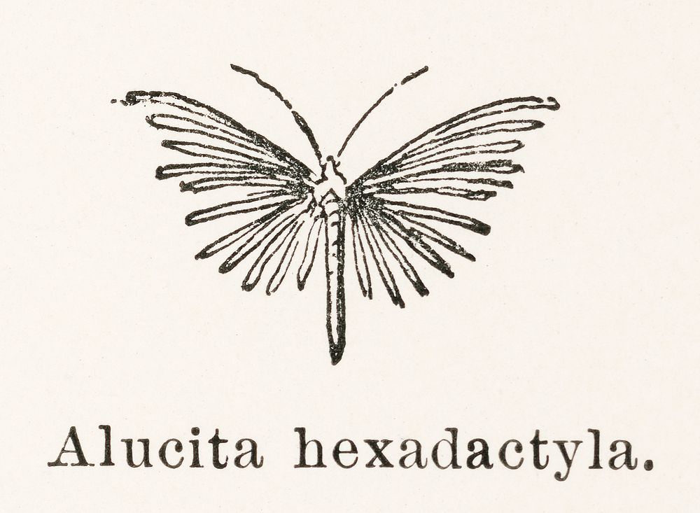 Twenty-plume Moth (Alucita hexadactyla).  Digitally enhanced from our own publication of Moths and butterflies of the United…
