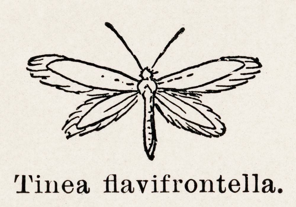Gelechioid Moths (Tinea flavifrontella).  Digitally enhanced from our own publication of Moths and butterflies of the United…