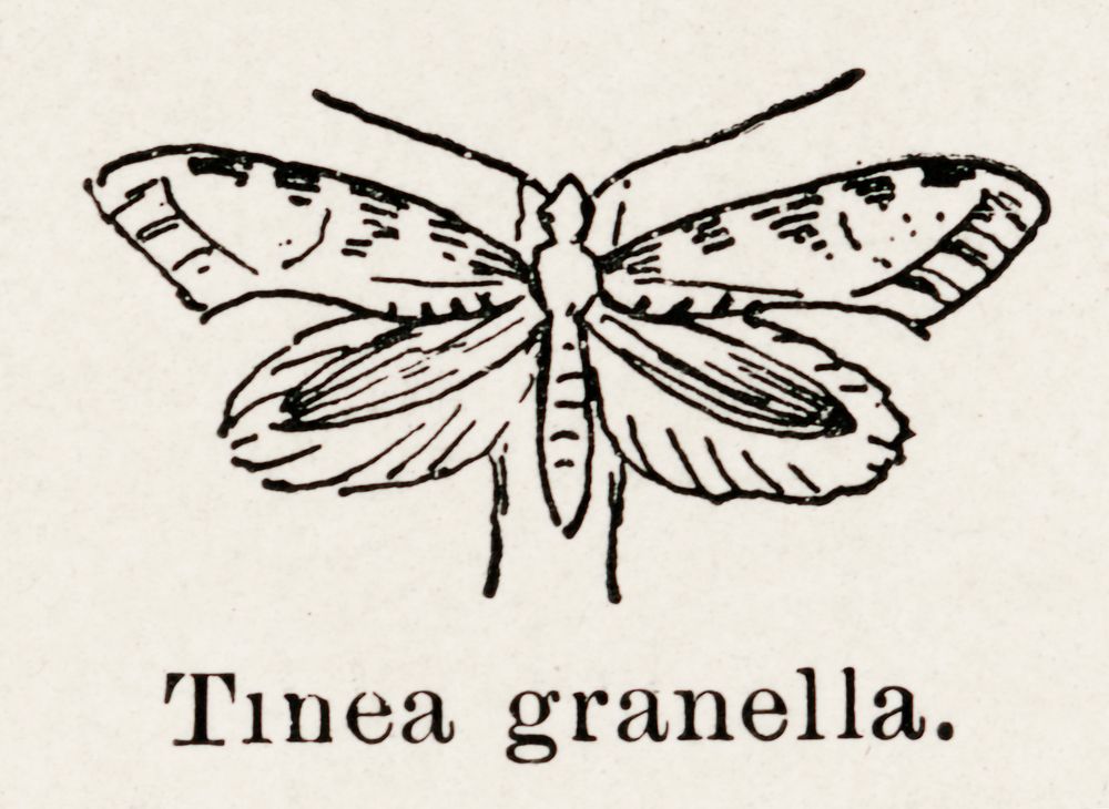 European Grain Moth (Tinea granella).  Digitally enhanced from our own publication of Moths and butterflies of the United…