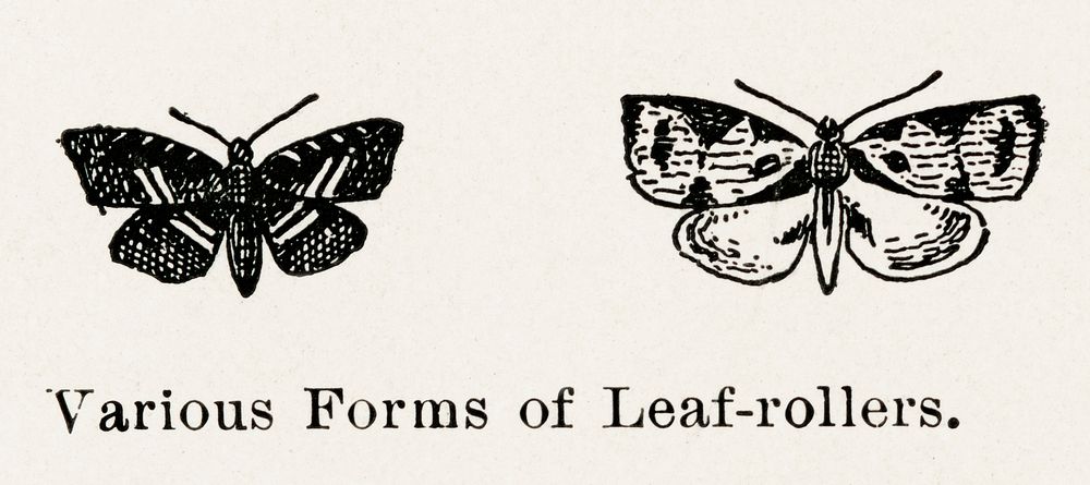 Leaf-rollers.  Digitally enhanced from our own publication of Moths and butterflies of the United States (1900) by Sherman…