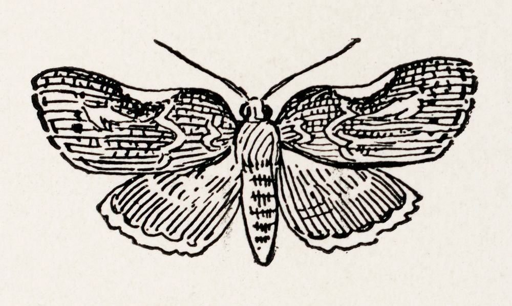 Leaf-rollers.  Digitally enhanced from our own publication of Moths and butterflies of the United States (1900) by Sherman…