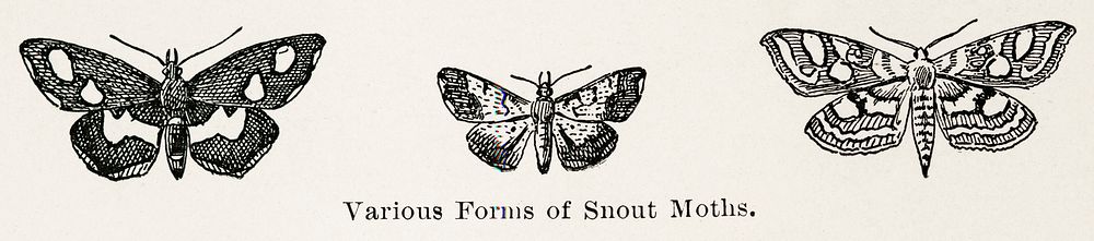 Various Forms of Snout Moths.  Digitally enhanced from our own publication of Moths and butterflies of the United States…