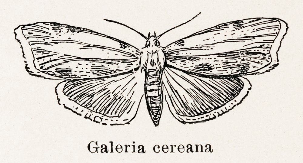 Greater Wax Moth (Galeria cereana).  Digitally enhanced from our own publication of Moths and butterflies of the United…
