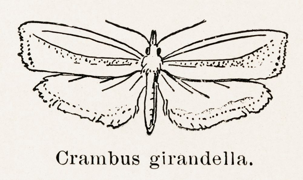 Girard's Grass-veneer Moth (Crambus girandella).  Digitally enhanced from our own publication of Moths and butterflies of…
