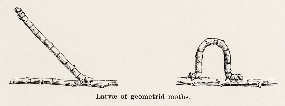Larvae of geometrid moths.  Digitally enhanced from our own publication of Moths and butterflies of the United States (1900)…