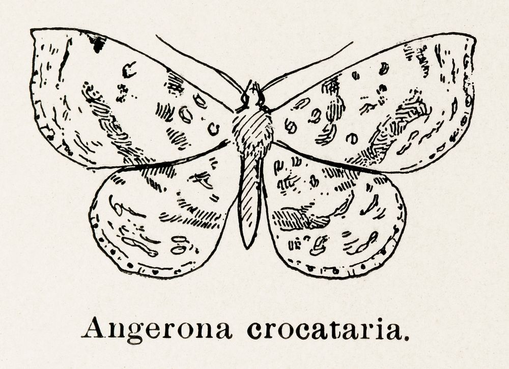 Crocus Geometer (Angerona crocataria).  Digitally enhanced from our own publication of Moths and butterflies of the United…