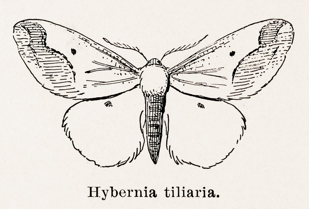 Linden Looper (Hybernia tiliaria).  Digitally enhanced from our own publication of Moths and butterflies of the United…
