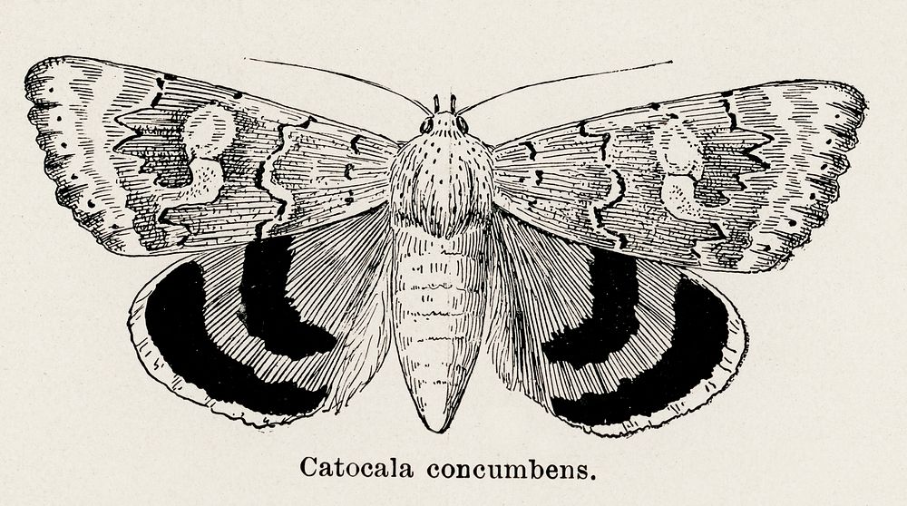 Sleepy Underwing (Catocala concumbens).  Digitally enhanced from our own publication of Moths and butterflies of the United…
