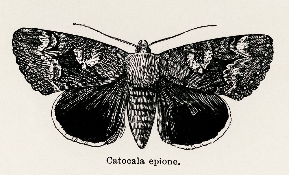 Epione Underwing (Catocala epione).  Digitally enhanced from our own publication of Moths and butterflies of the United…