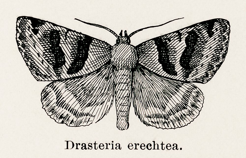 Drasteria erechtea.  Digitally enhanced from our own publication of Moths and butterflies of the United States (1900) by…