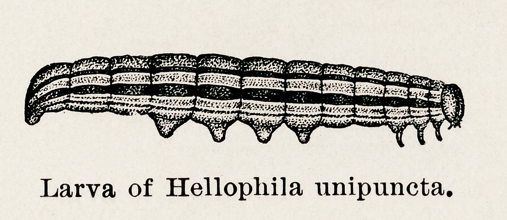 Larva of Hellophila unipuncta (True Armyworm Moth). Digitally enhanced from our own publication of Moths and butterflies of…